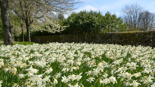 Narcissi in the garden at Uppark